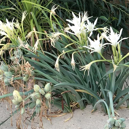 Semesterbostad Giglio Di Mare