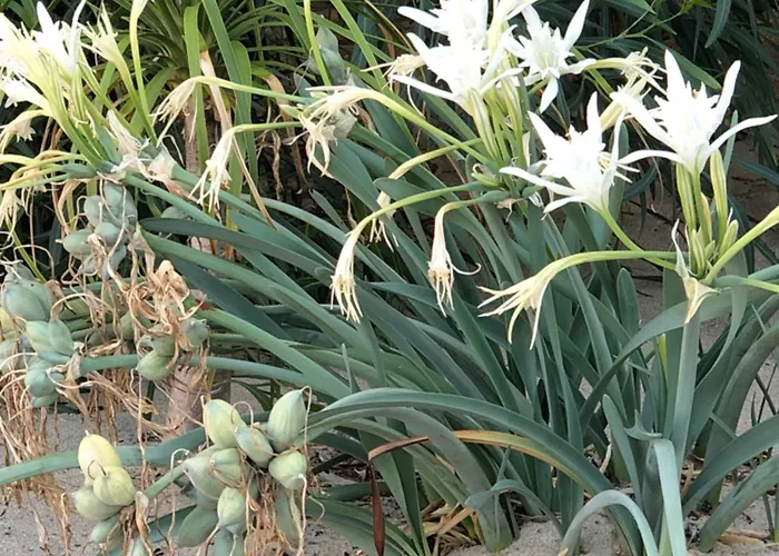 度假居 Giglio Di Mare